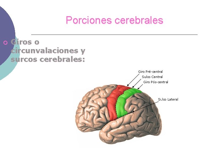 Porciones cerebrales ¡ Giros o circunvalaciones y surcos cerebrales: 