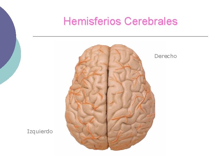 Hemisferios Cerebrales Derecho Izquierdo 