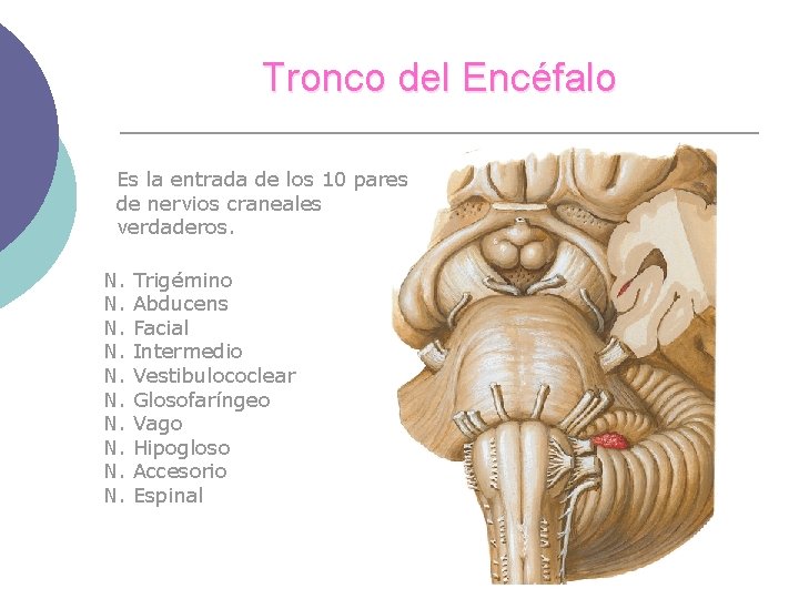 Tronco del Encéfalo Es la entrada de los 10 pares de nervios craneales verdaderos.