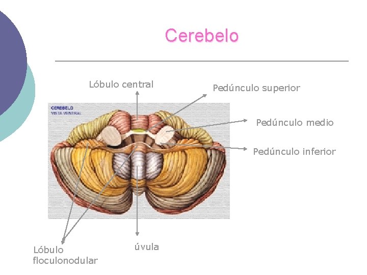 Cerebelo Lóbulo central Pedúnculo superior Pedúnculo medio Pedúnculo inferior Lóbulo floculonodular úvula 