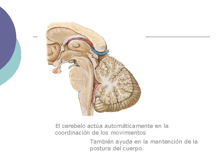 El cerebelo actúa automáticamente en la coordinación de los movimientos También ayuda en la