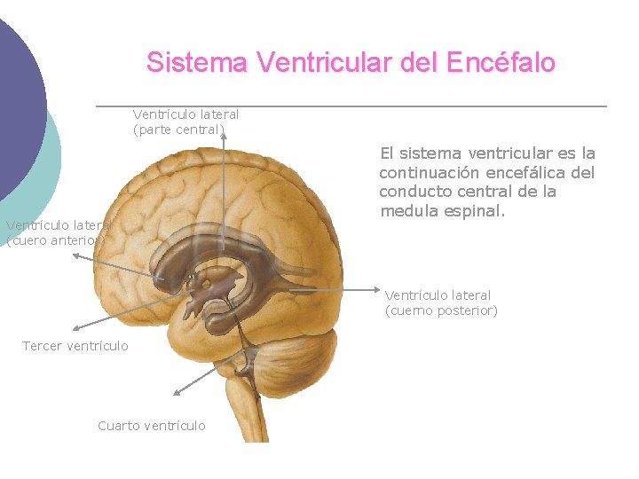Sistema Ventricular del Encéfalo Ventrículo lateral (parte central) Ventrículo lateral (cuero anterior) El sistema
