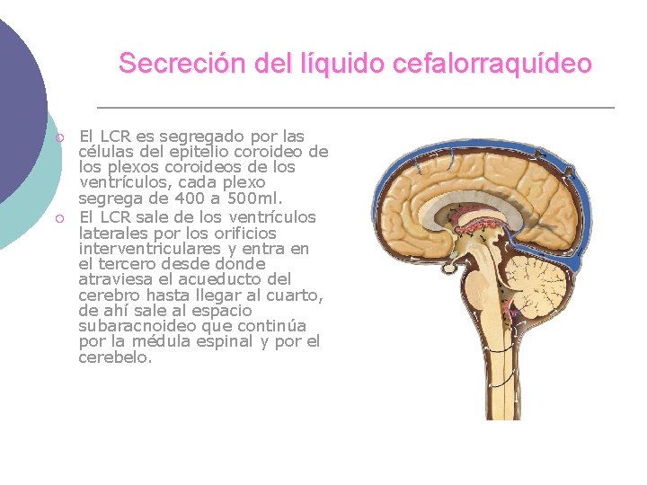 Secreción del líquido cefalorraquídeo ¡ ¡ El LCR es segregado por las células del