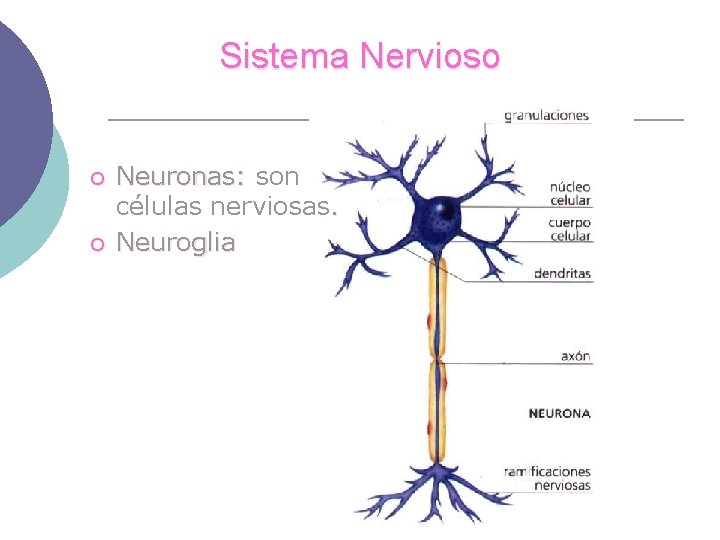 Sistema Nervioso ¡ ¡ Neuronas: son células nerviosas. Neuroglia 