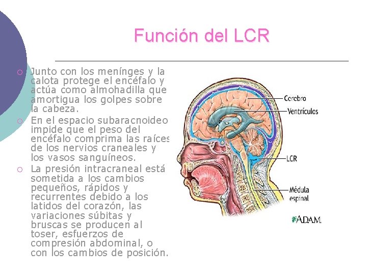 Función del LCR ¡ ¡ ¡ Junto con los menínges y la calota protege