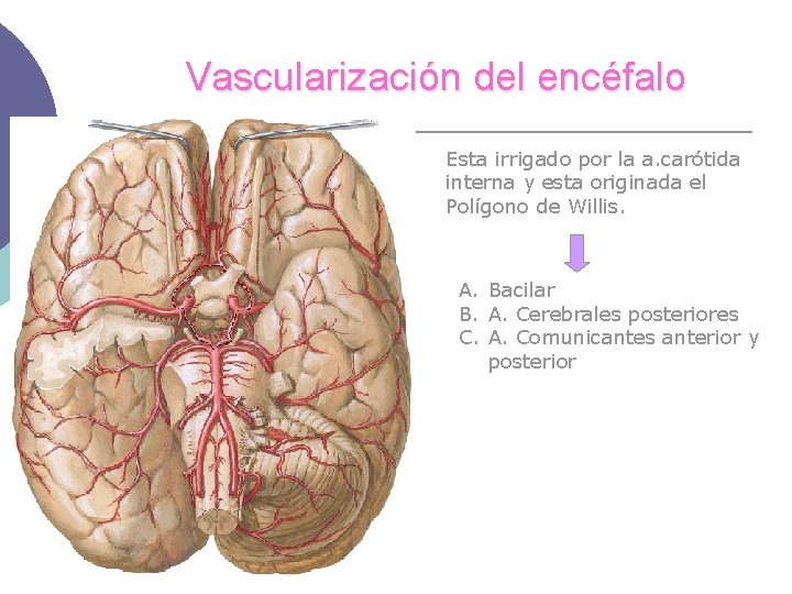 Vascularización del encéfalo Esta irrigado por la a. carótida interna y esta originada el