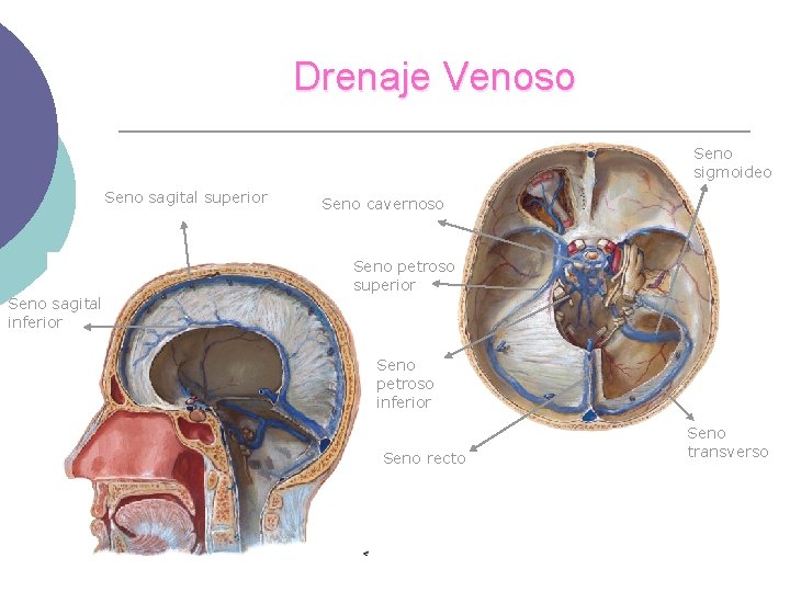 Drenaje Venoso Seno sigmoideo Seno sagital superior Seno cavernoso Seno petroso superior Seno sagital