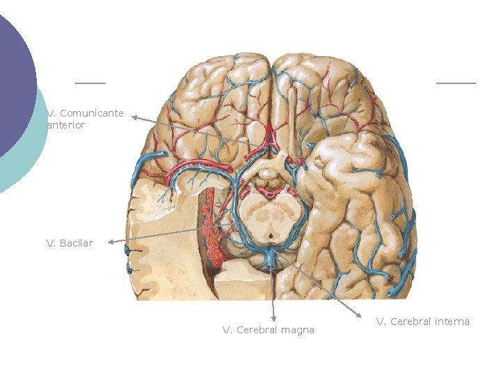 V. Comunicanterior V. Bacilar V. Cerebral magna V. Cerebral interna 