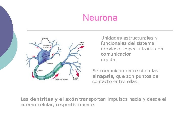 Neurona Unidades estructurales y funcionales del sistema nervioso, especializadas en comunicación rápida. Se comunican