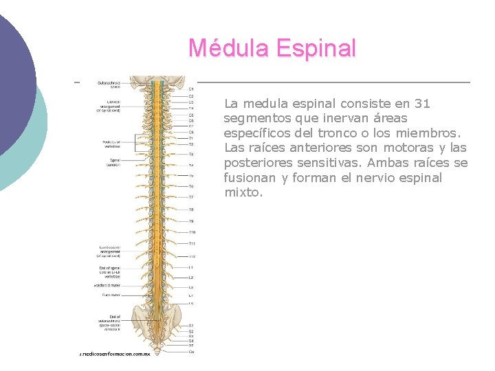 Médula Espinal La medula espinal consiste en 31 segmentos que inervan áreas específicos del