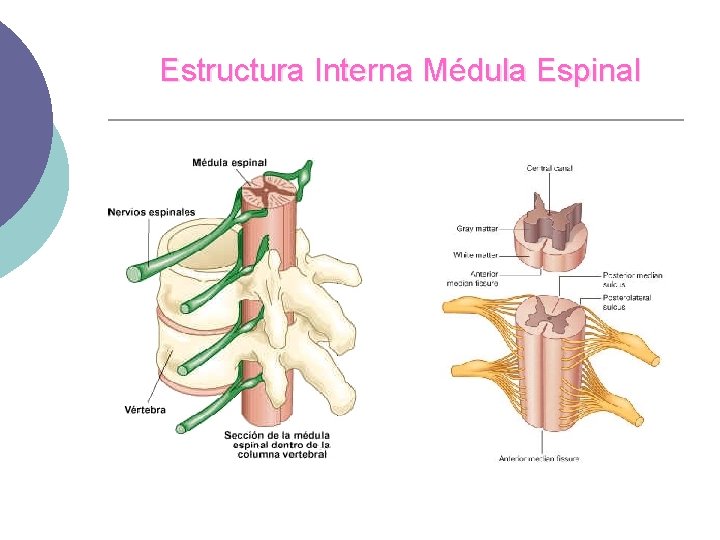 Estructura Interna Médula Espinal 