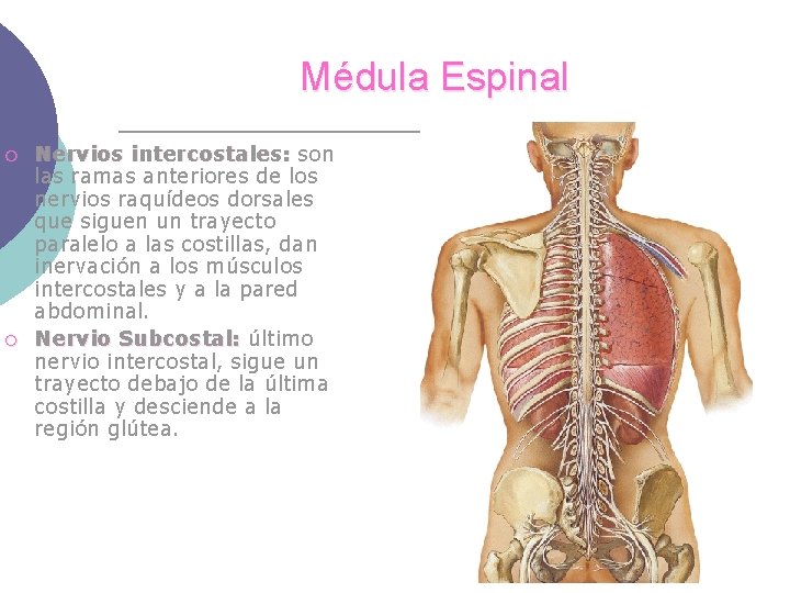 Médula Espinal ¡ ¡ Nervios intercostales: son las ramas anteriores de los nervios raquídeos
