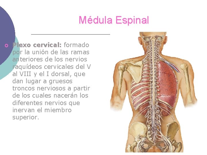 Médula Espinal ¡ Plexo cervical: formado por la unión de las ramas anteriores de