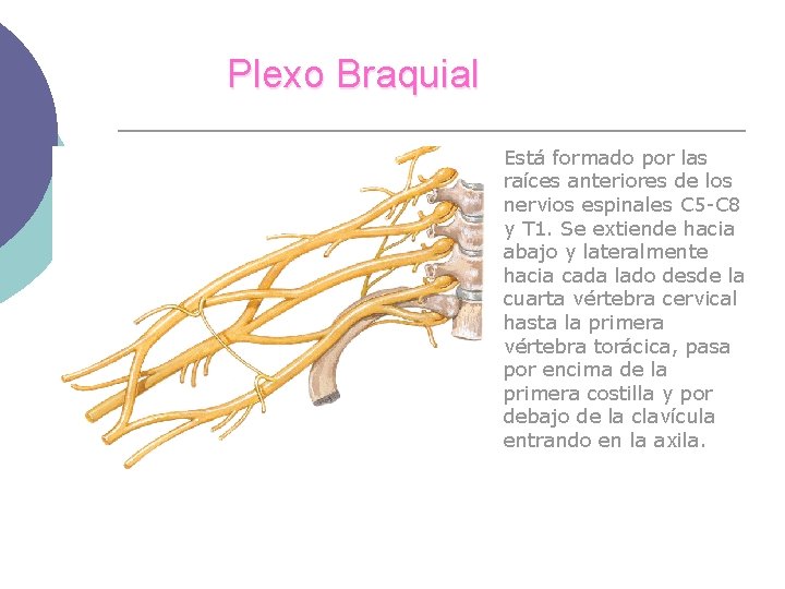 Plexo Braquial Está formado por las raíces anteriores de los nervios espinales C 5