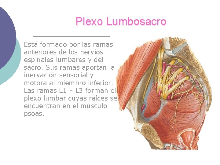 Plexo Lumbosacro Está formado por las ramas anteriores de los nervios espinales lumbares y