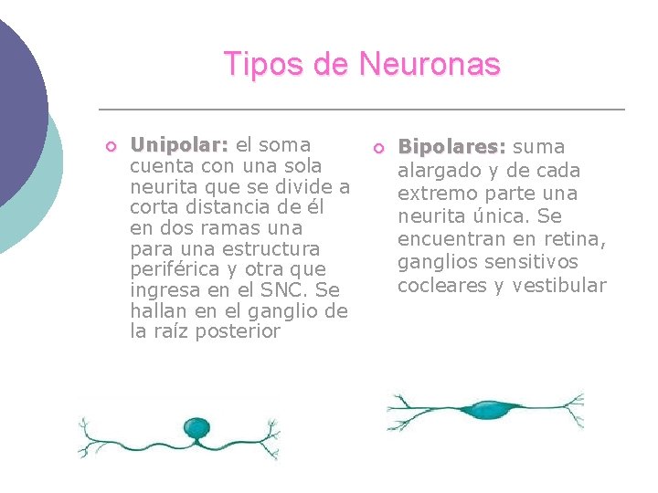Tipos de Neuronas ¡ Unipolar: el soma cuenta con una sola neurita que se