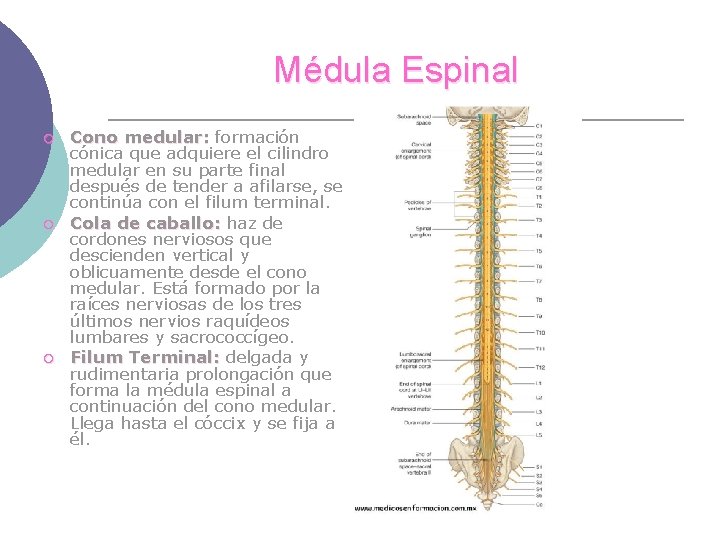Médula Espinal ¡ ¡ ¡ Cono medular: formación cónica que adquiere el cilindro medular