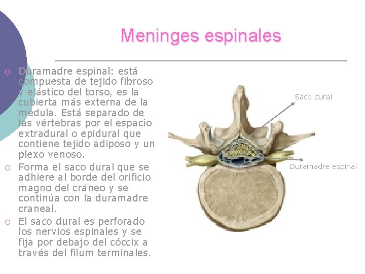Meninges espinales ¡ ¡ ¡ Duramadre espinal: está compuesta de tejido fibroso y elástico