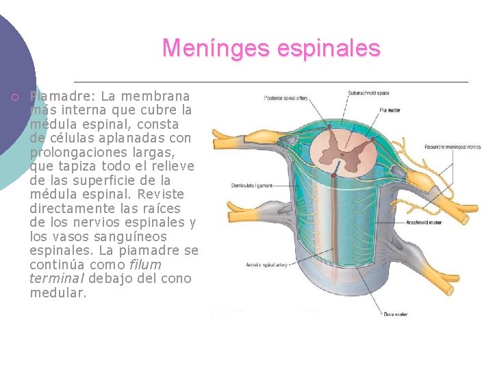 Menínges espinales ¡ Piamadre: La membrana más interna que cubre la médula espinal, consta