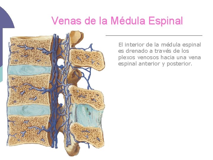 Venas de la Médula Espinal El interior de la médula espinal es drenado a