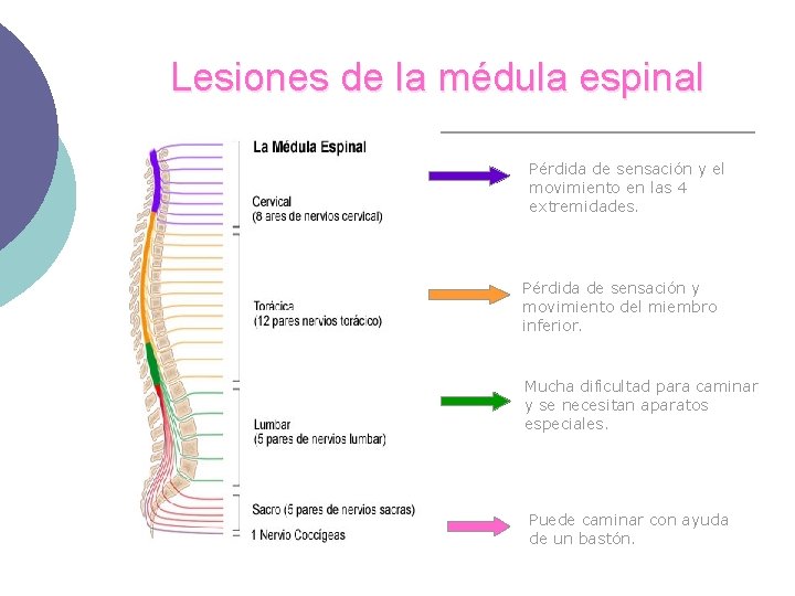 Lesiones de la médula espinal Pérdida de sensación y el movimiento en las 4