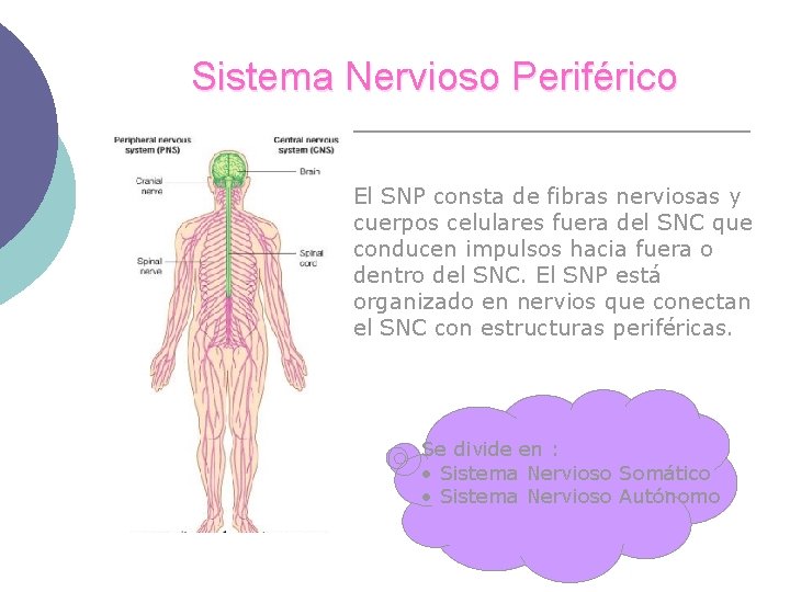 Sistema Nervioso Periférico El SNP consta de fibras nerviosas y cuerpos celulares fuera del