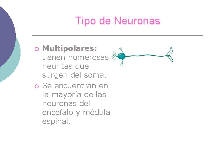 Tipo de Neuronas ¡ ¡ Multipolares: tienen numerosas neuritas que surgen del soma. Se