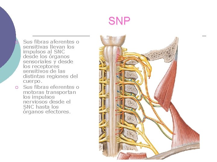 SNP ¡ ¡ Sus fibras aferentes o sensitivas llevan los impulsos al SNC desde