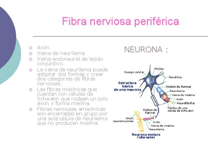 Fibra nerviosa periférica ¡ ¡ ¡ Axón Vaina de neurilema Vaina endoneural de tejido