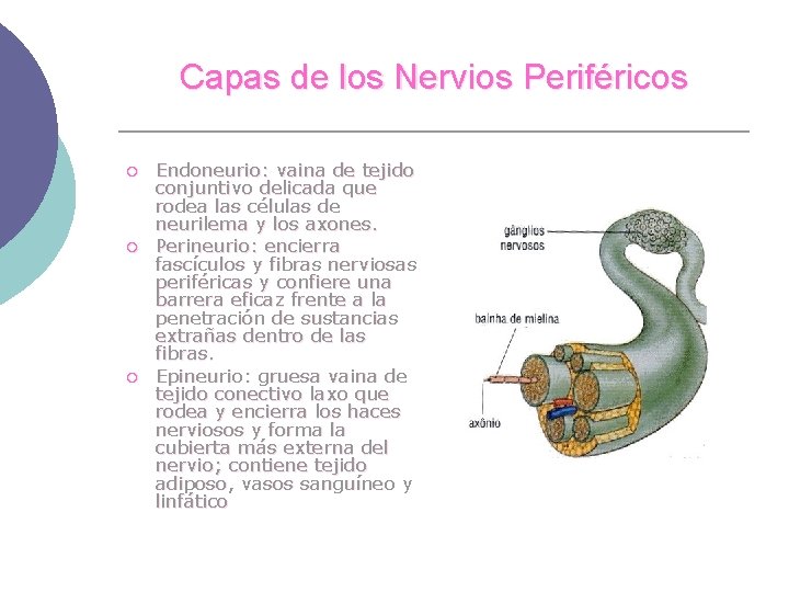 Capas de los Nervios Periféricos ¡ ¡ ¡ Endoneurio: vaina de tejido conjuntivo delicada