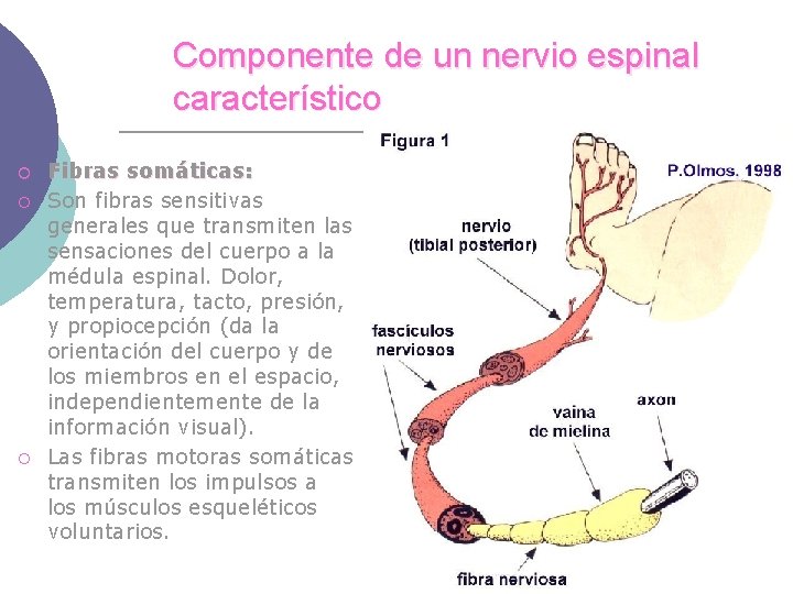 Componente de un nervio espinal característico ¡ ¡ ¡ Fibras somáticas: Son fibras sensitivas