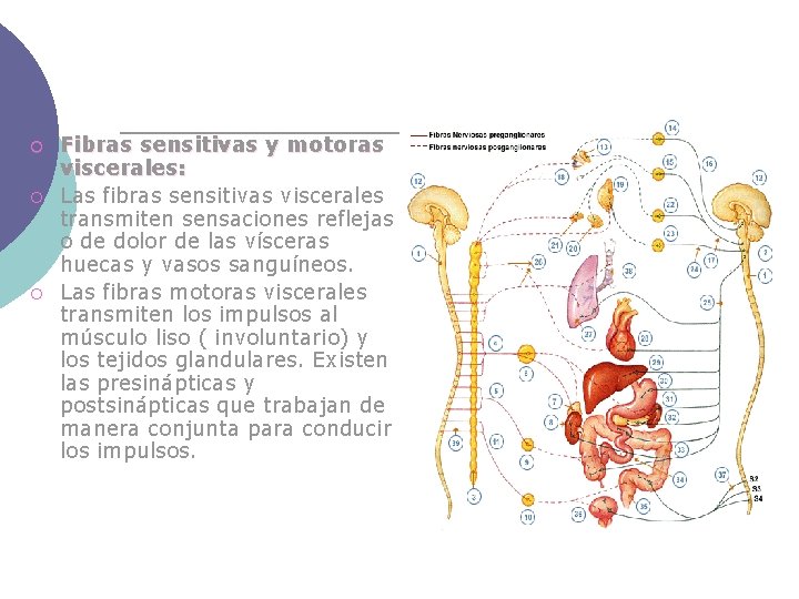 ¡ ¡ ¡ Fibras sensitivas y motoras viscerales: Las fibras sensitivas viscerales transmiten sensaciones