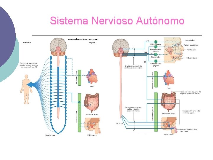 Sistema Nervioso Autónomo 