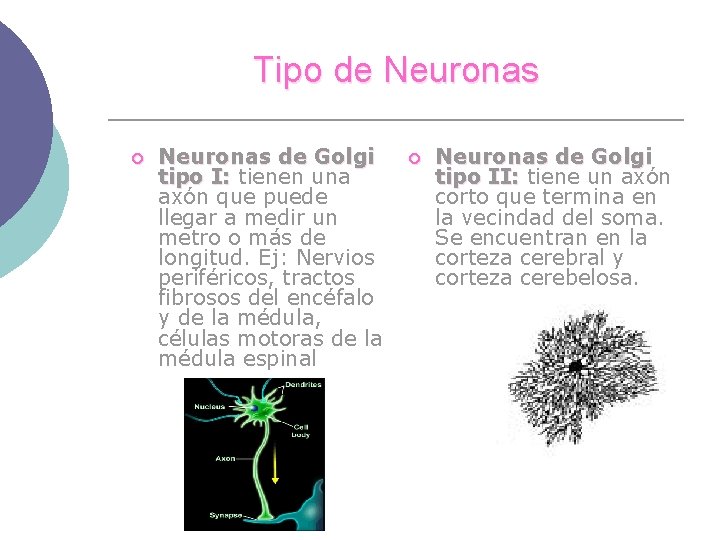 Tipo de Neuronas ¡ Neuronas de Golgi tipo I: tienen una axón que puede