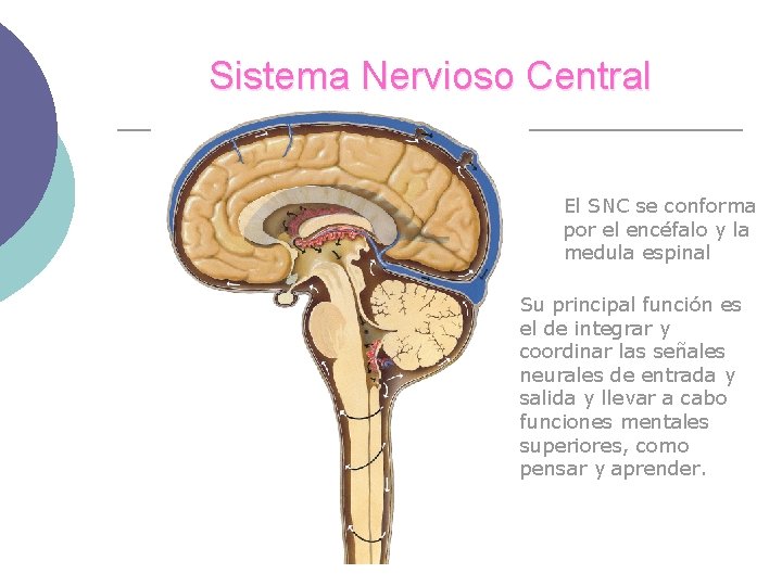 Sistema Nervioso Central El SNC se conforma por el encéfalo y la medula espinal