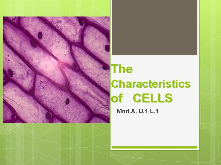 The Characteristics of CELLS Mod. A. U. 1 L. 1 