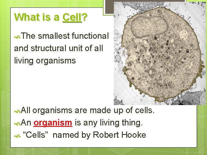 What is a Cell? The smallest functional and structural unit of all living organisms