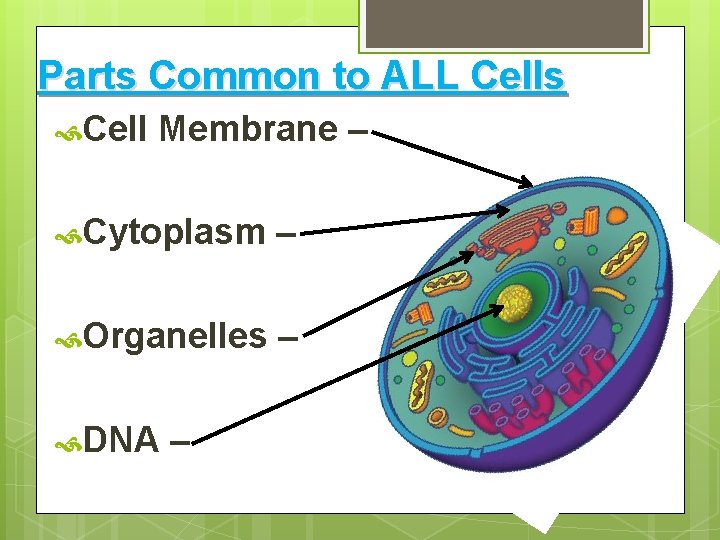 Parts Common to ALL Cells Cell Membrane – Cytoplasm – Organelles – DNA –