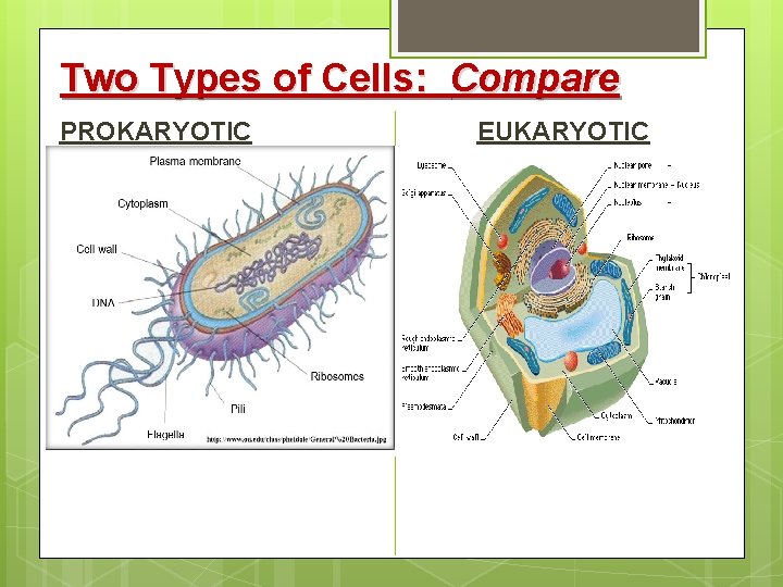 Two Types of Cells: Compare PROKARYOTIC EUKARYOTIC 