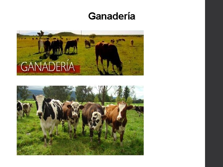 Ganadería 