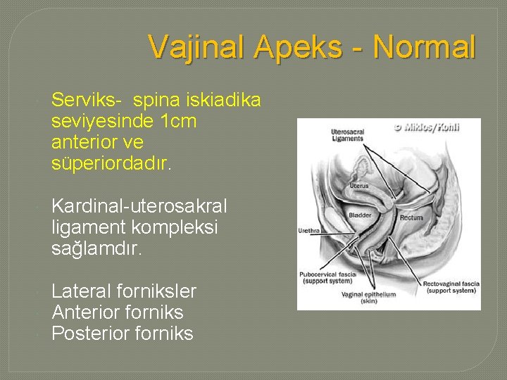 Vajinal Apeks - Normal Serviks- spina iskiadika seviyesinde 1 cm anterior ve süperiordadır. Kardinal-uterosakral