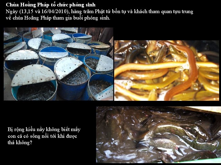 Chùa Hoằng Pháp tổ chức phóng sinh Ngày (13, 15 và 16/04/2010), hàng trăm