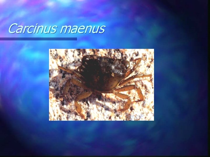 Carcinus maenus 