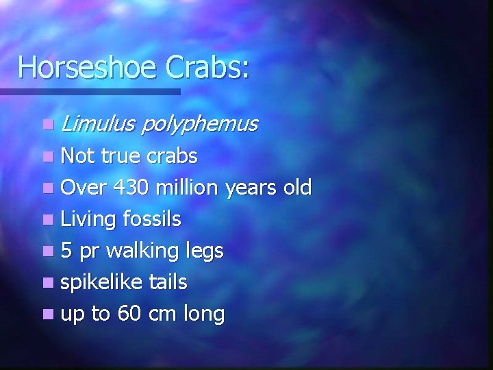 Horseshoe Crabs: n Limulus polyphemus n Not true crabs n Over 430 million years