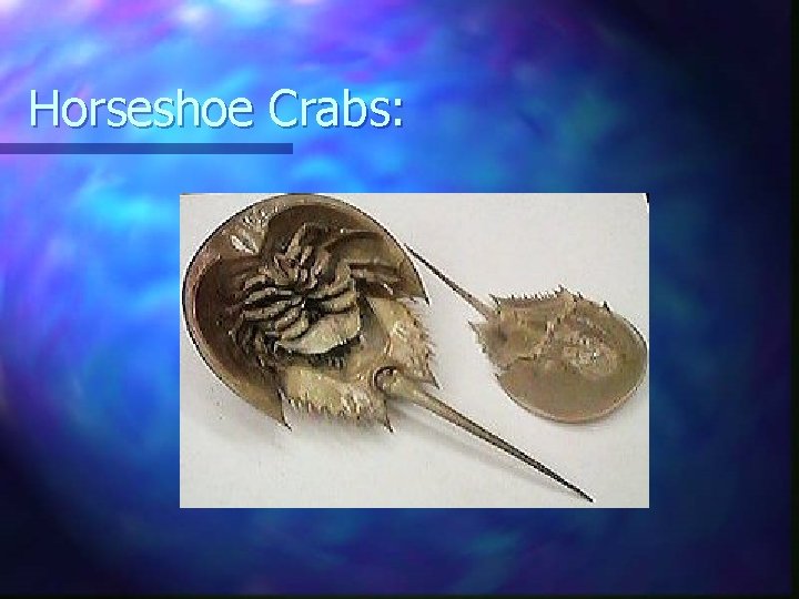 Horseshoe Crabs: 