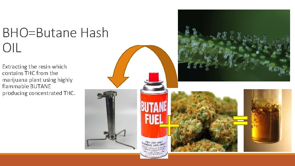 BHO=Butane Hash OIL Extracting the resin which contains THC from the marijuana plant using