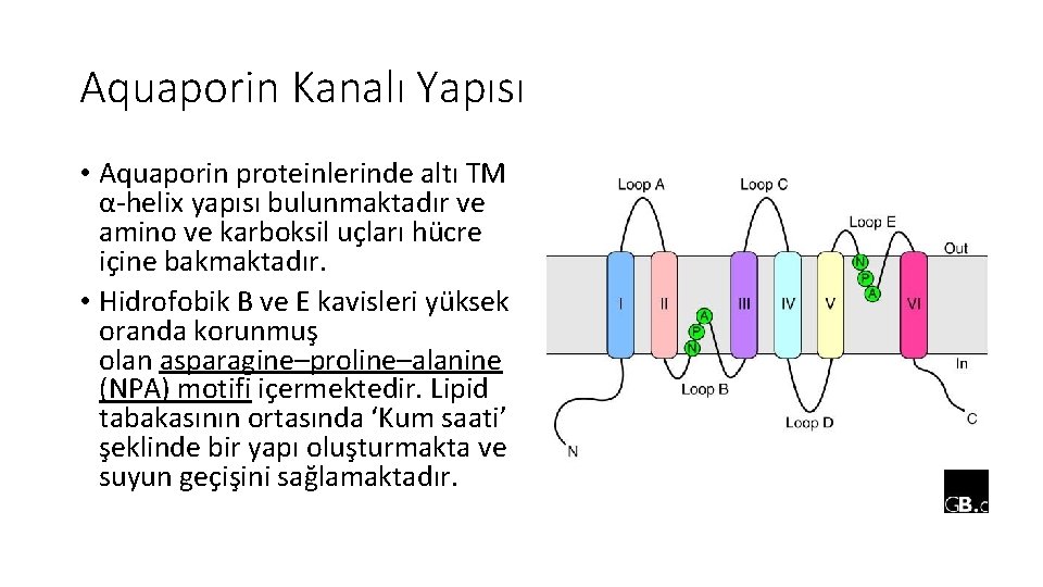 Aquaporin Kanalı Yapısı • Aquaporin proteinlerinde altı TM α-helix yapısı bulunmaktadır ve amino ve