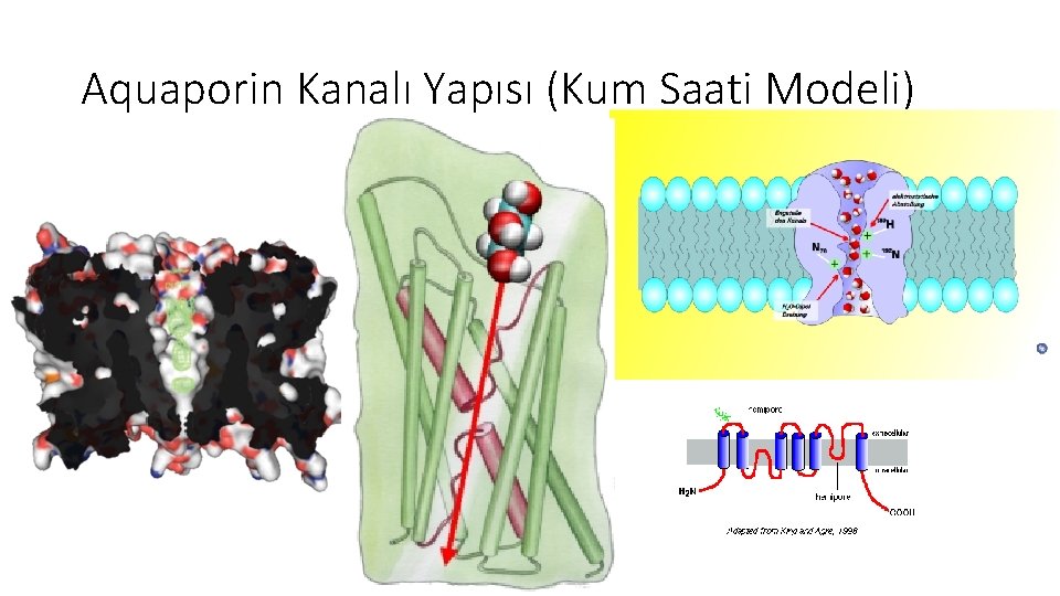 Aquaporin Kanalı Yapısı (Kum Saati Modeli) 