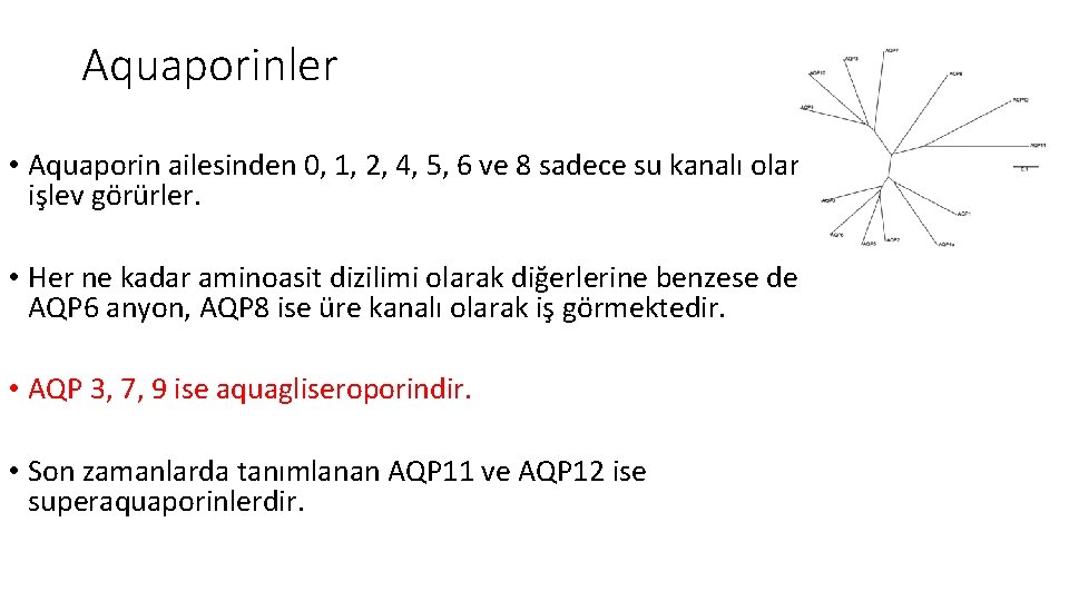 Aquaporinler • Aquaporin ailesinden 0, 1, 2, 4, 5, 6 ve 8 sadece su