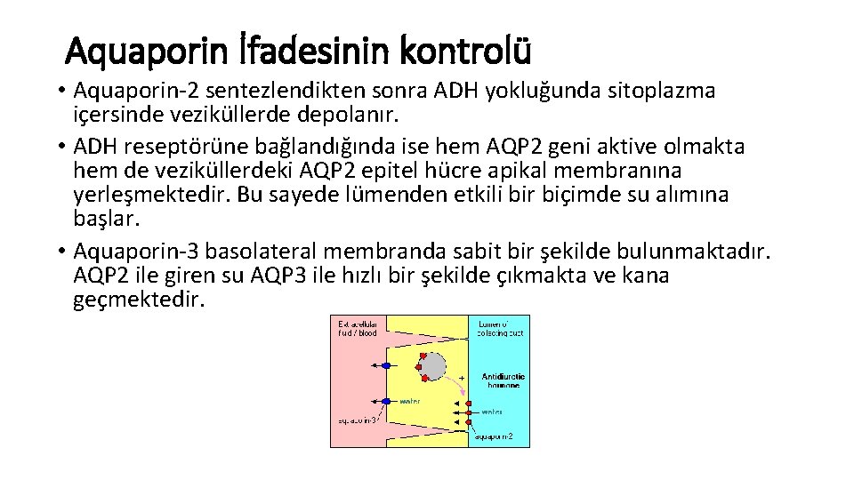 Aquaporin İfadesinin kontrolü • Aquaporin-2 sentezlendikten sonra ADH yokluğunda sitoplazma içersinde veziküllerde depolanır. •